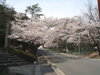 Sakura01