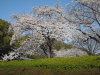 Sakura2010_01